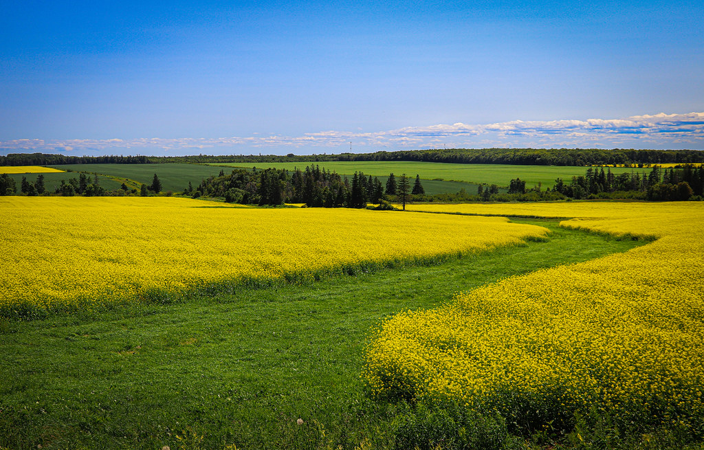 Green Path Through the Canola At Kinkora, PEI PaulK.PE Flickr