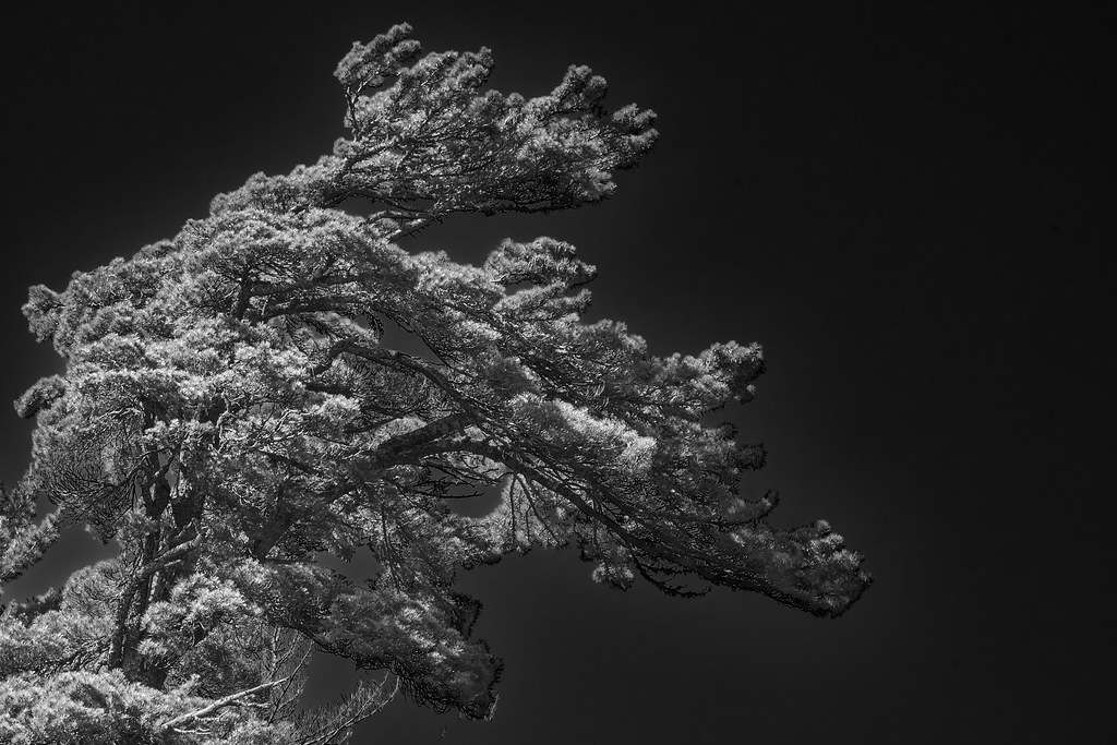 White Pine 2, Deer Yard Lake MN, 2022 Beautiful featherb… Flickr