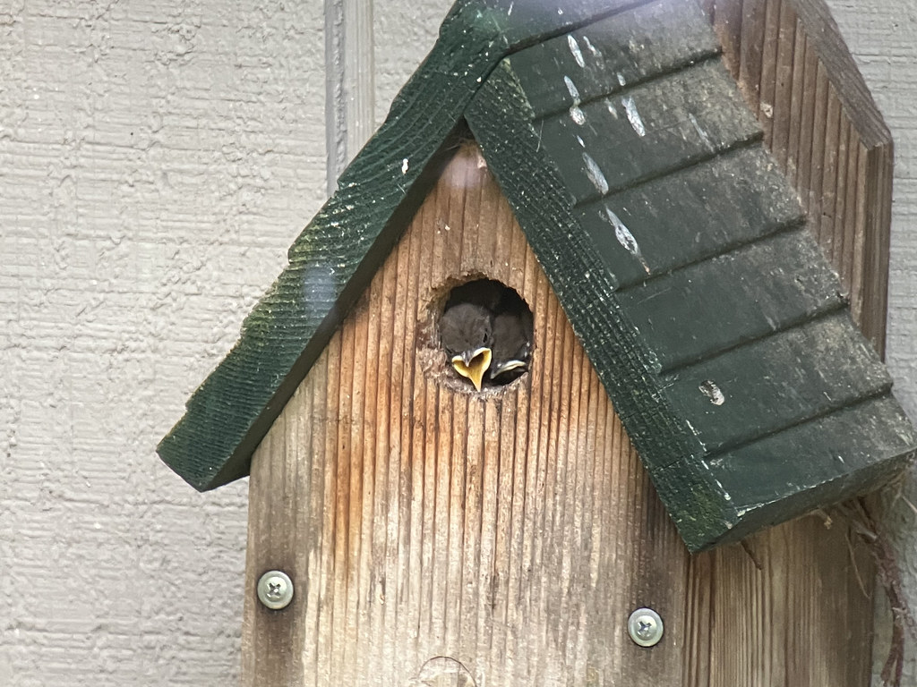 House Wrens Home, Belchertown, MA, Jul 14, 2022 parulidaephotos