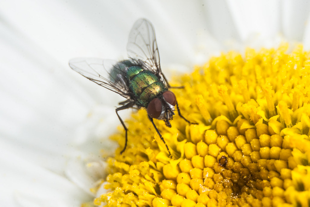 fly on a flower Tiny fly on a flower, taken with a convert… Mal