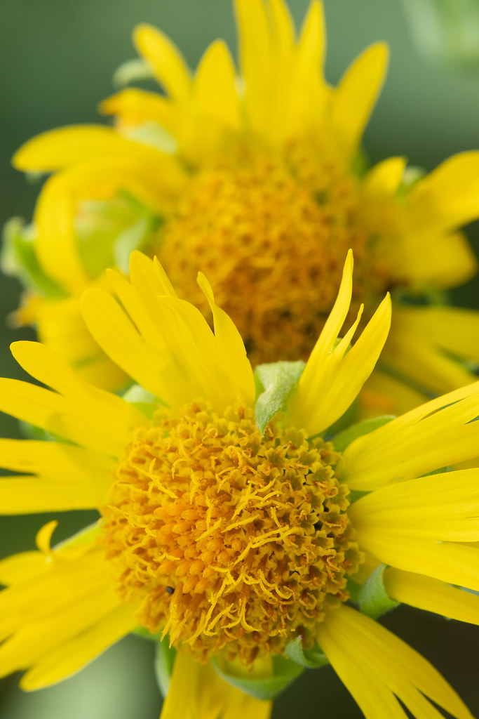 Cowpen daisy Wildflower Center Bruce Leander Flickr