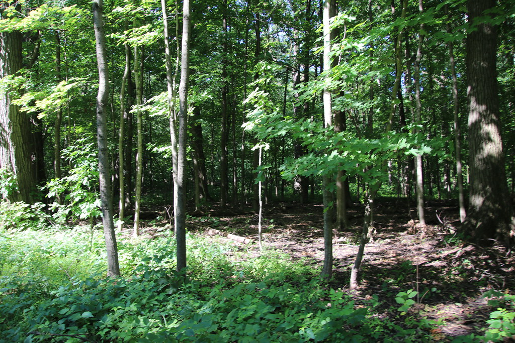 Visit to Busse Woods (Elk Grove Village, Illinois) July … Flickr