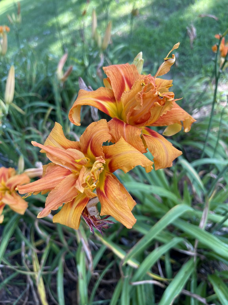 Flowers VA Beach Michelle Pack Flickr
