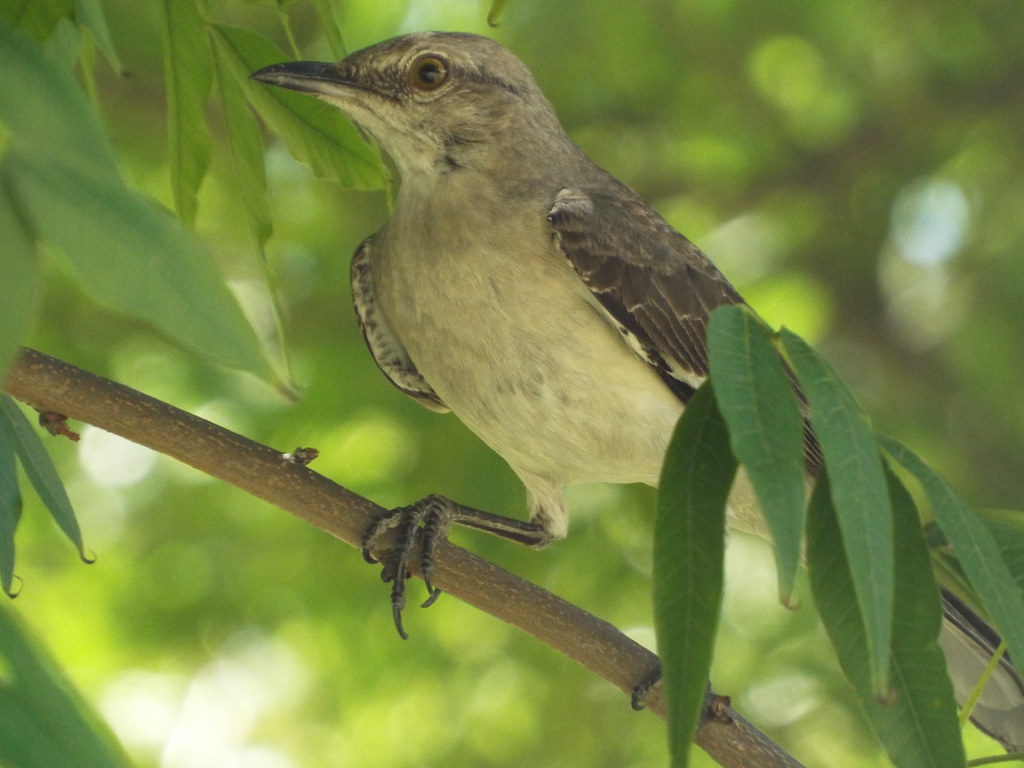 Northern Mockingbird, Waterford Park, Allen, Texas, July 1… Flickr