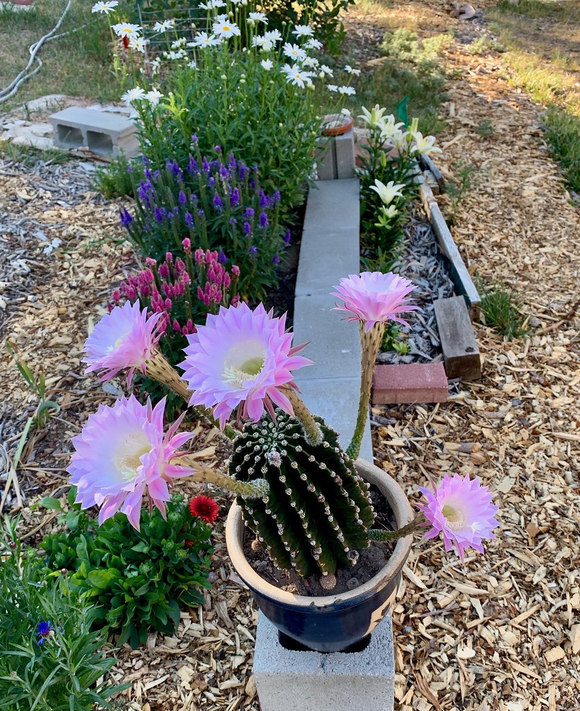 Glorious Tricholobivia morning! Trumpet Flower Cactus puts… Flickr