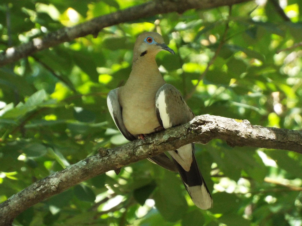 Whitewinged Dove, Waterford Park, Allen, Texas, July 16, … Flickr