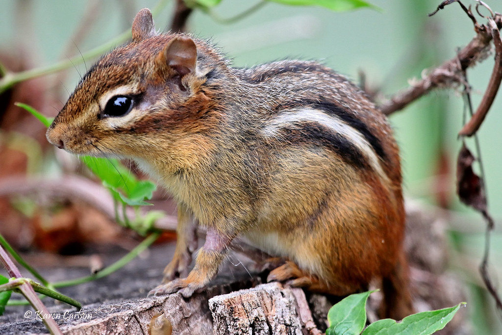 Chipmunk Wildwood Park, Harrisburg, Pennsylvania. Karen Carlson