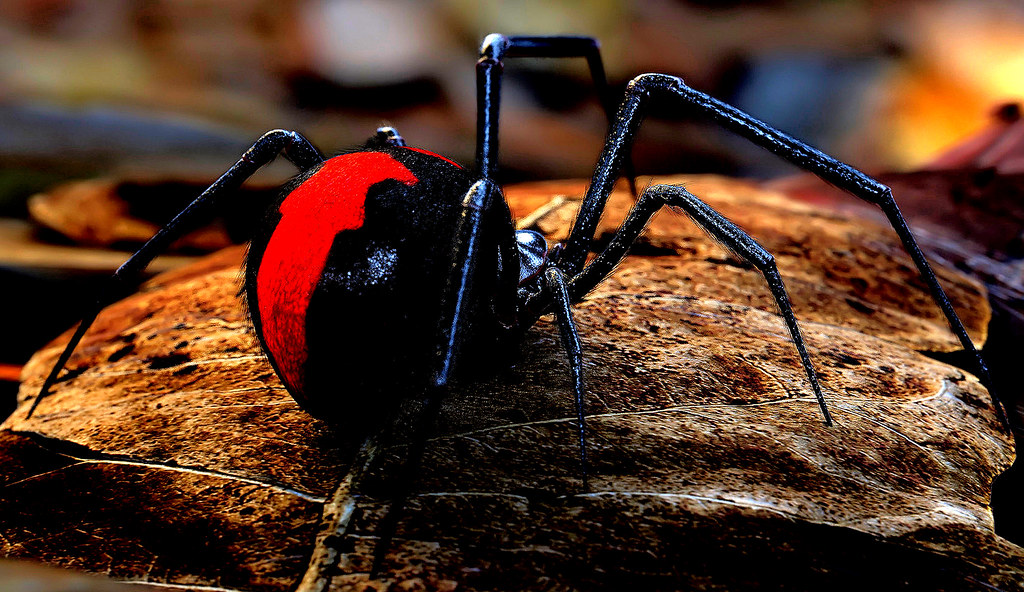 Redback spider The redback spider, also known as the Austr… Flickr