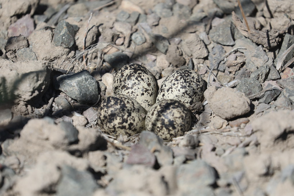 Killdeer Eggs Crooked River Wetlands, Prineville, Oregon Charles