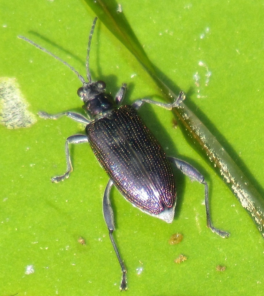 beetle on lily pad Cedarburg Bog Kathy Brown Flickr