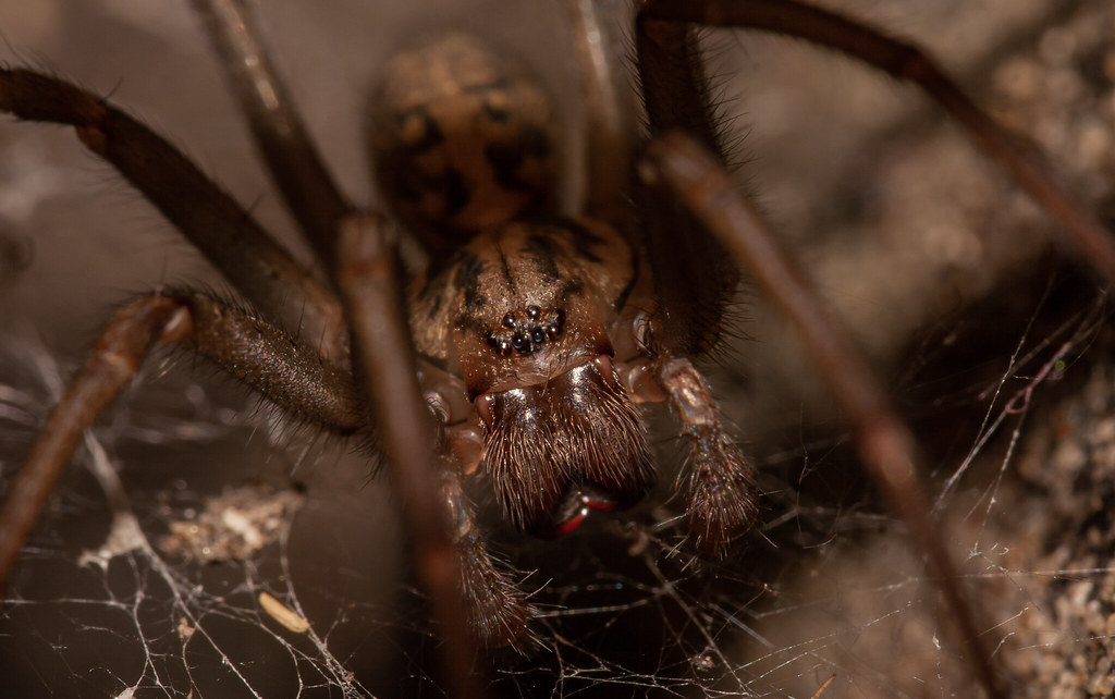 Eratigena sp. atrica group (Giant house spider) Invertebrate