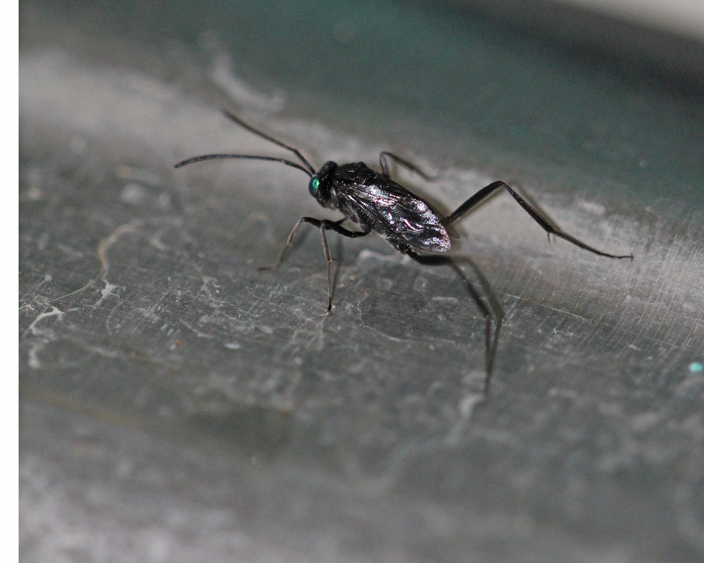 Ensign Wasp (Evaniidae) Orange County, FL, July 2022. Flickr