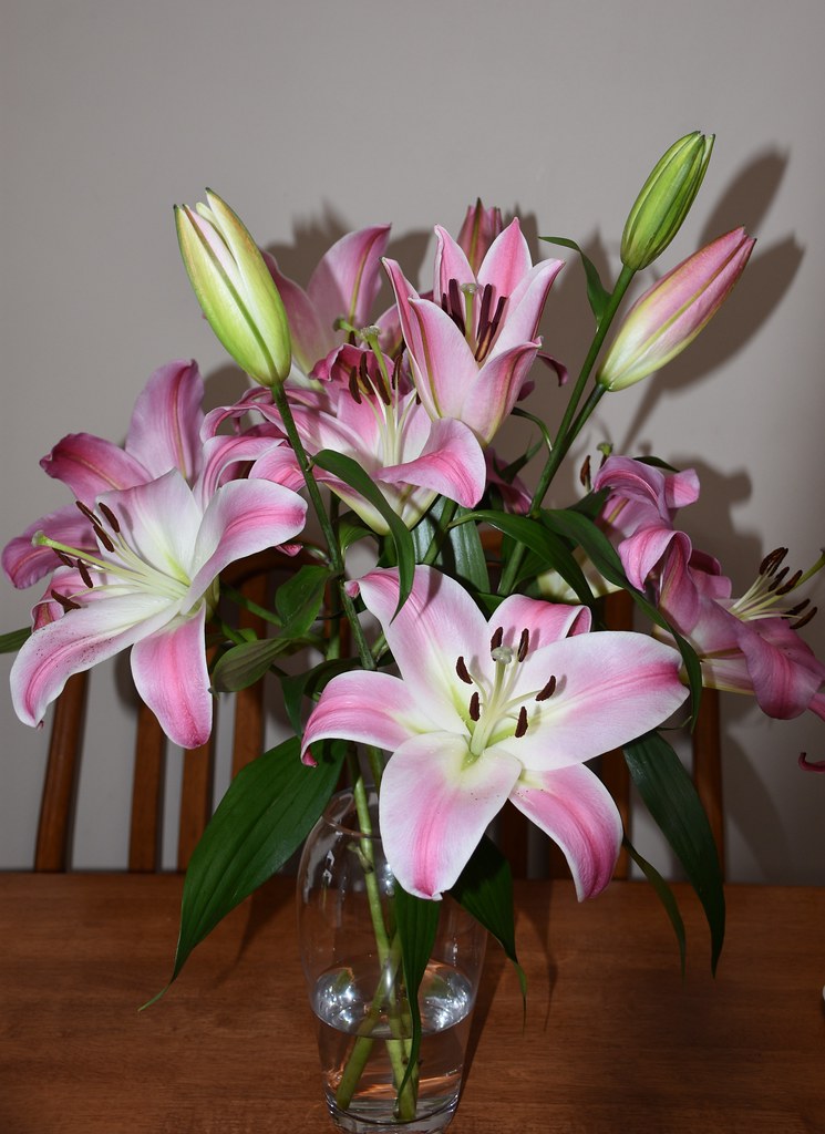 Lilies Very strong scent Susan Pride Flickr