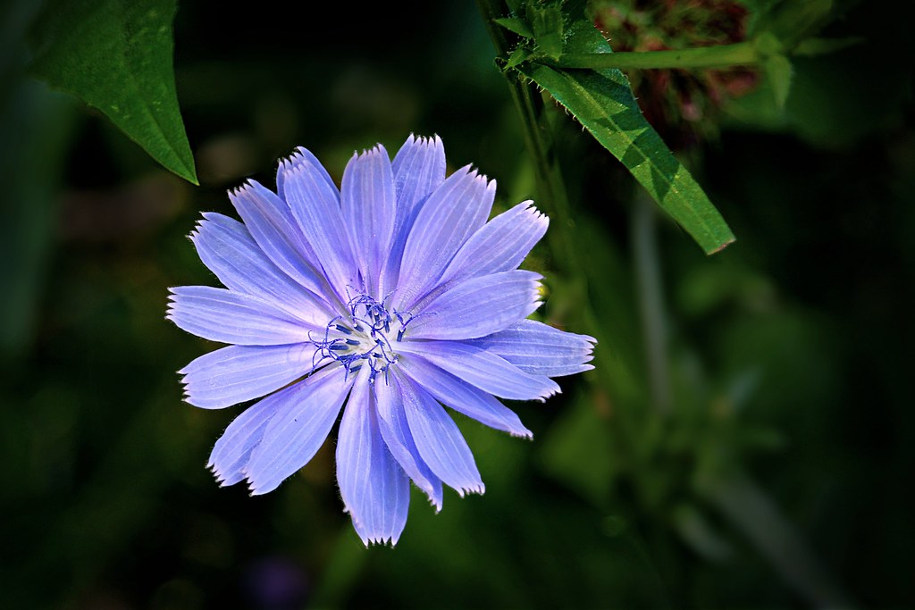 Midsummer Wildflower, Velvet Blue Photo was taken along th… Flickr