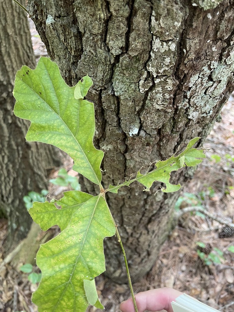 Blackjack Oak Inactive oak worm damage Travis Edgerton Flickr