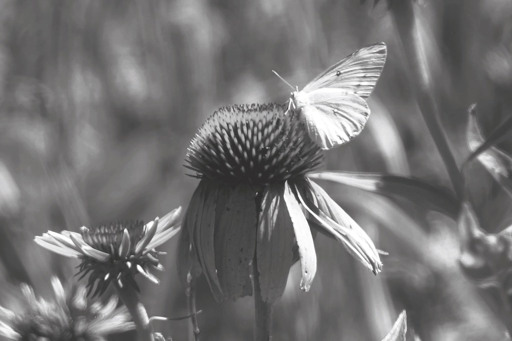 Where have all the flowers gone? Long time passing... Flickr