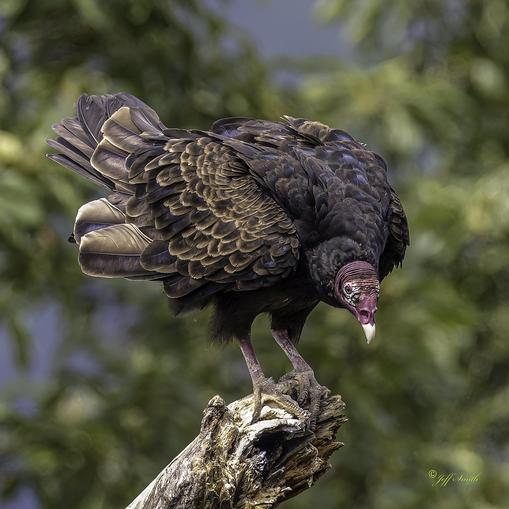 Turkey Buzzard Susquehannock Park, Lancaster PA. Jeff Smith Flickr