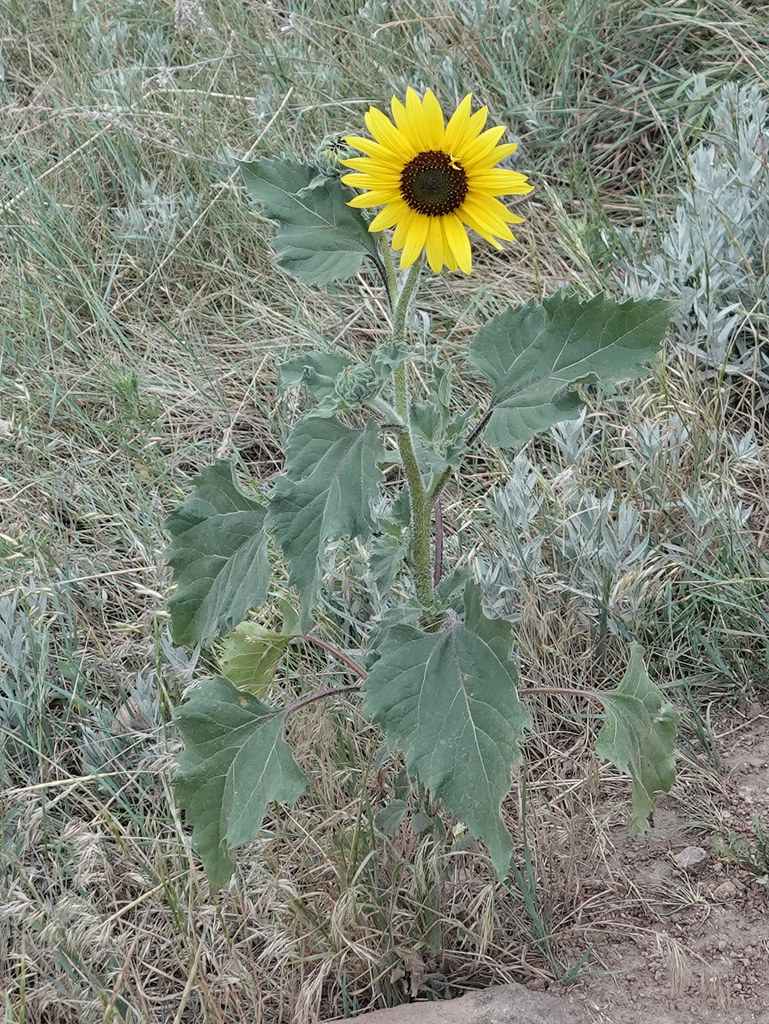 Common Sunflower Common Sunflower © Clark Anderson. Photo … Flickr