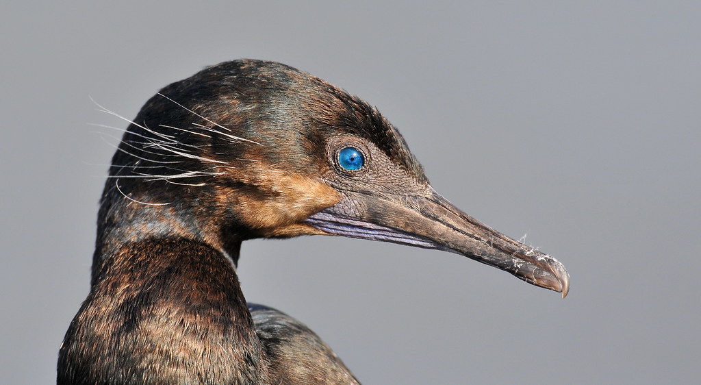 Brandt's Cormorant Moss Landing, Ca. Rick LeBaudour Flickr