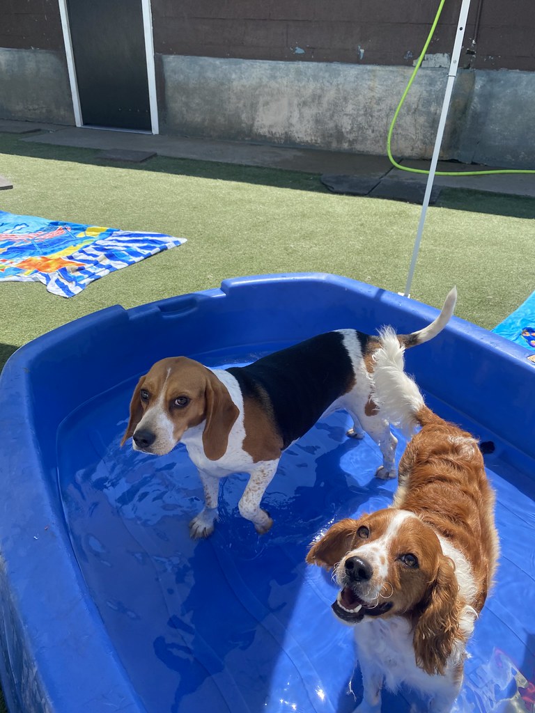 Untitled Holiday House Pet Resort and Training Center Flickr