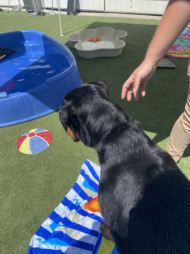 Untitled Holiday House Pet Resort and Training Center Flickr