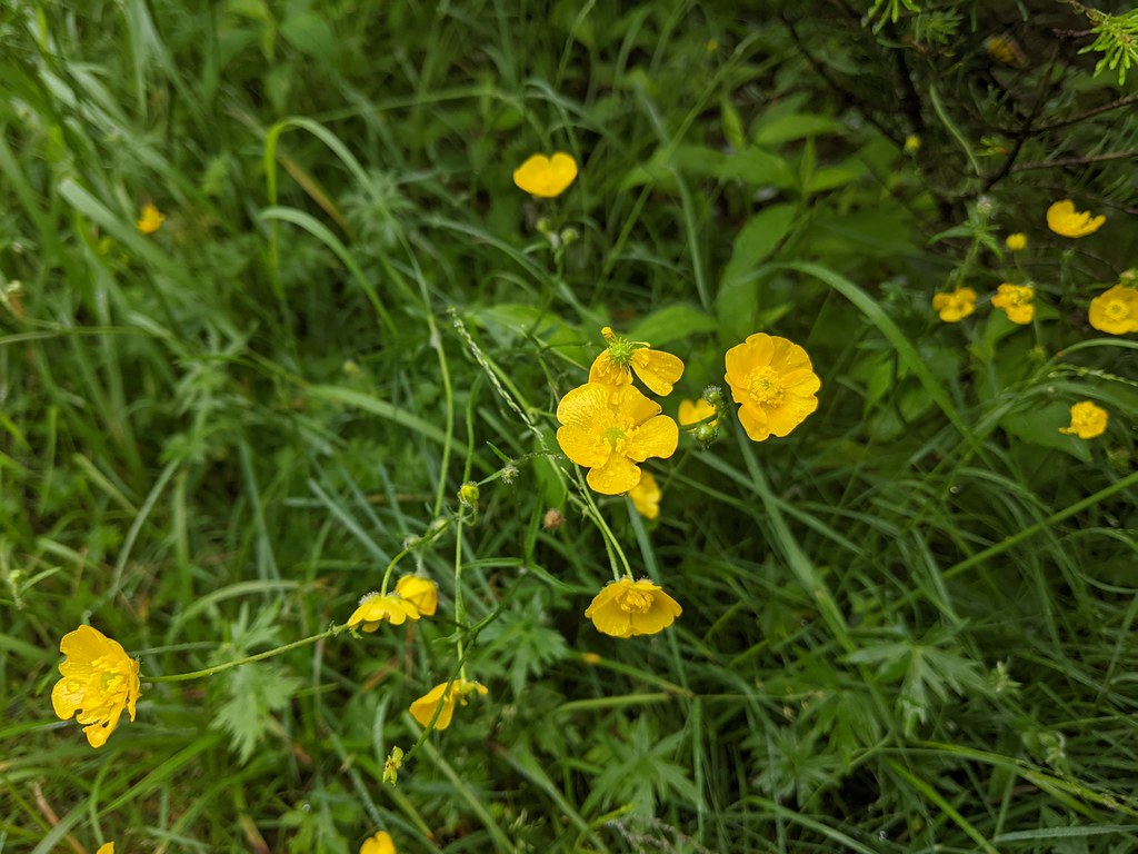 22_07_13 23 Wildflowers Michael Record Flickr