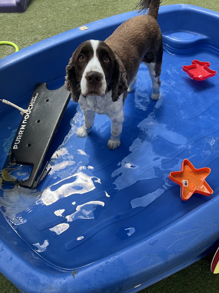 Untitled Holiday House Pet Resort and Training Center Flickr