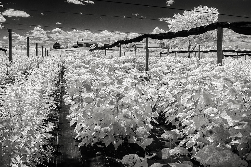 Star Valley Flowers farm from hydrangea field Jools Flickr
