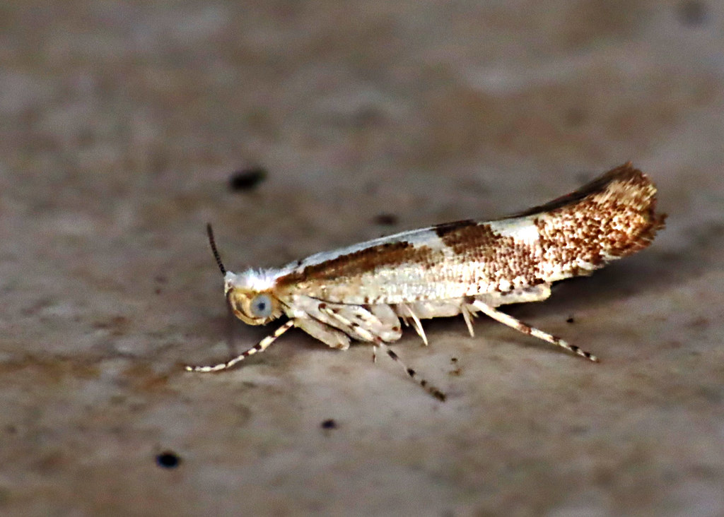 20.021. Argyresthia pruniella. (BF. 420. Cherry Fruit Moth… Flickr