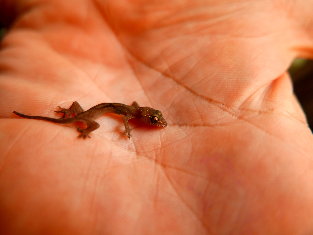 HOUSE LIZARD just came across this juvenile house lizard
