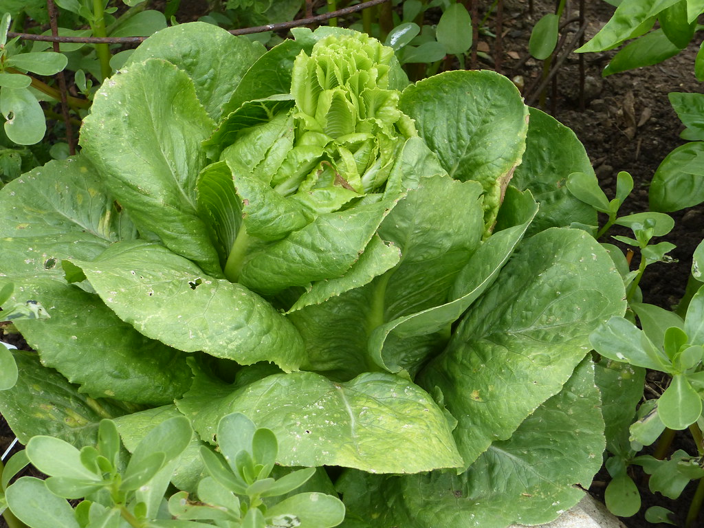 A Romaine Lettuce bolting! Hot, cool, hot weather brings b… Flickr
