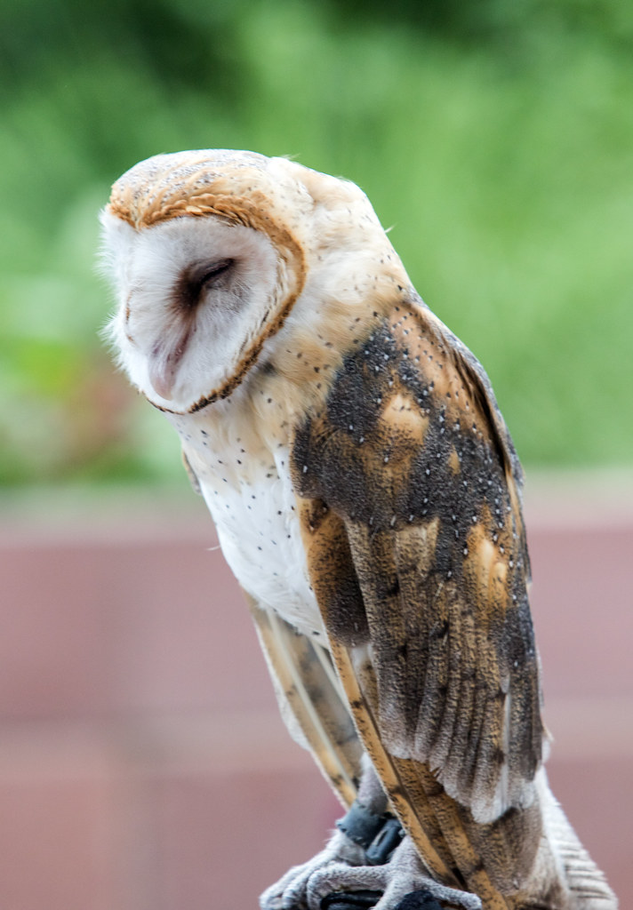 a5E3A0961 Hawk Quest raptors, eagle, owls, falcons reid.neureiter