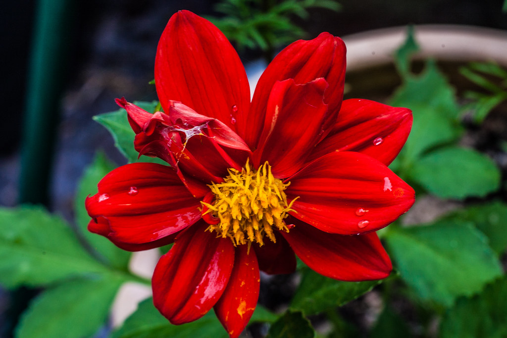 rain damage A rain damaged Dahlia in the garden Mal Jones..... Guild of Photographers