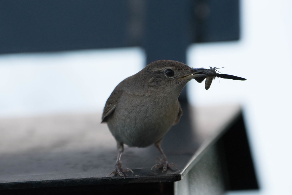 House_wren7 House Wren Pioneers Park Lincoln Nebraska Benjamin