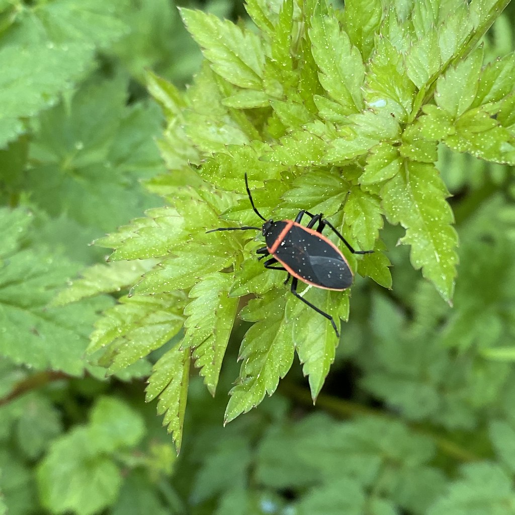 Largus californicus (California Bordered Plant Bug) Flickr