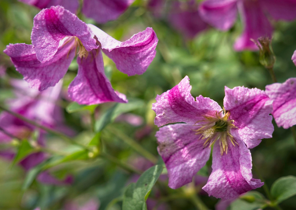 Clematis 'Pink Mink' 7/2022 Clematis J2 Clematis 'Pink Mi… Flickr