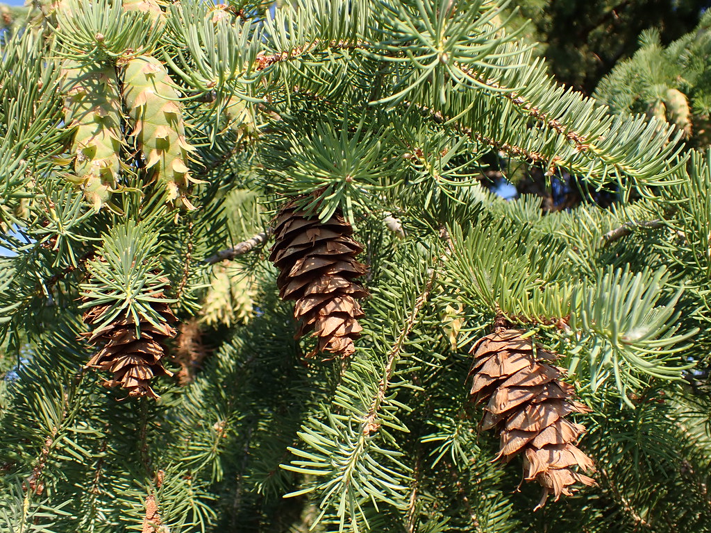 Pseudotsuga menziesii Douglas fir Doug fir along with li… Flickr