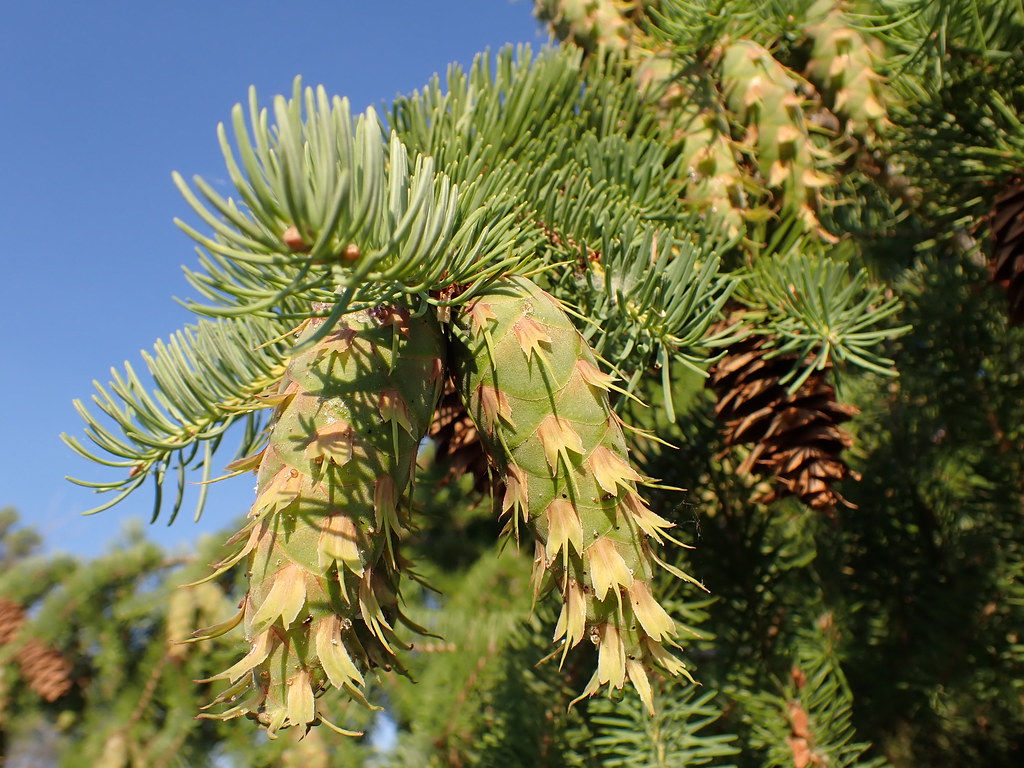Pseudotsuga menziesii Douglas fir Doug fir along with li… Flickr