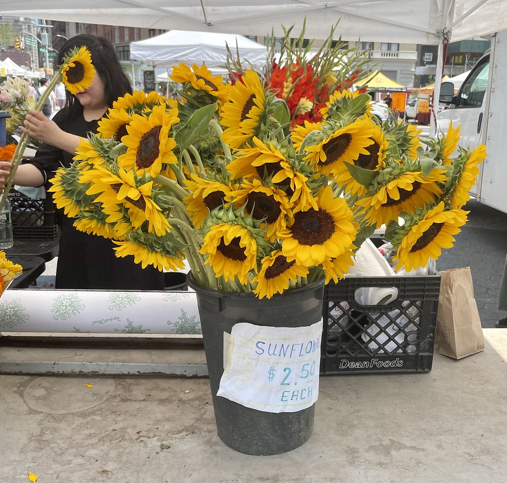 Sunflowers NYC Union Square verplanck Flickr