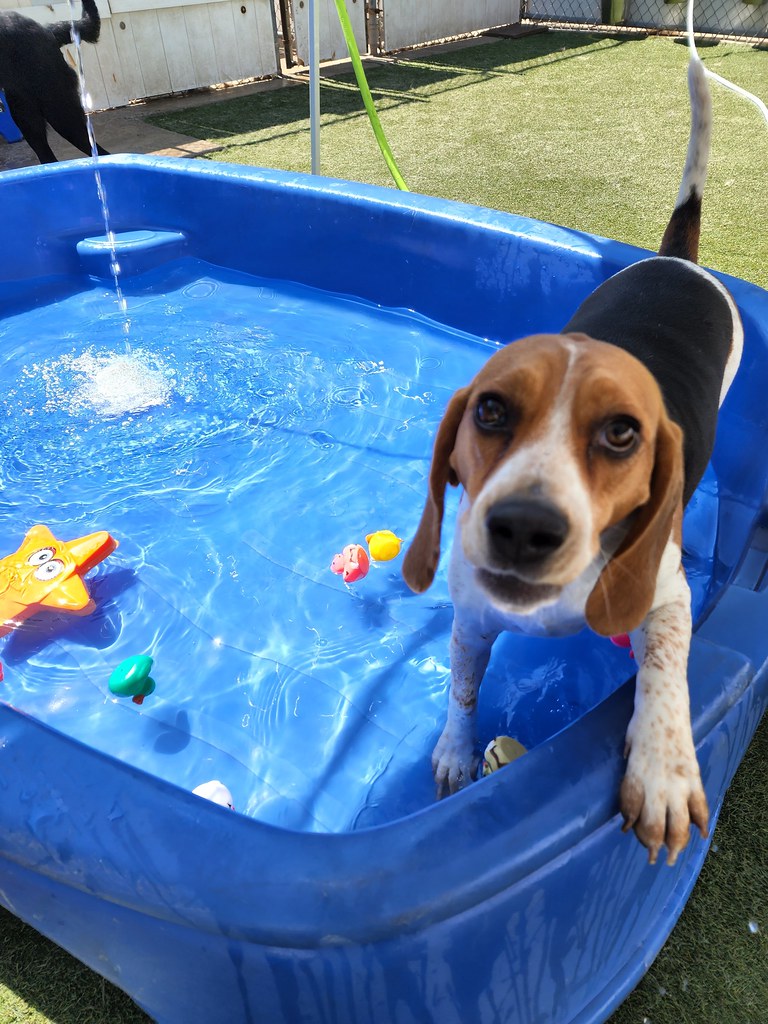 20220722_112603 Holiday House Pet Resort and Training Center Flickr