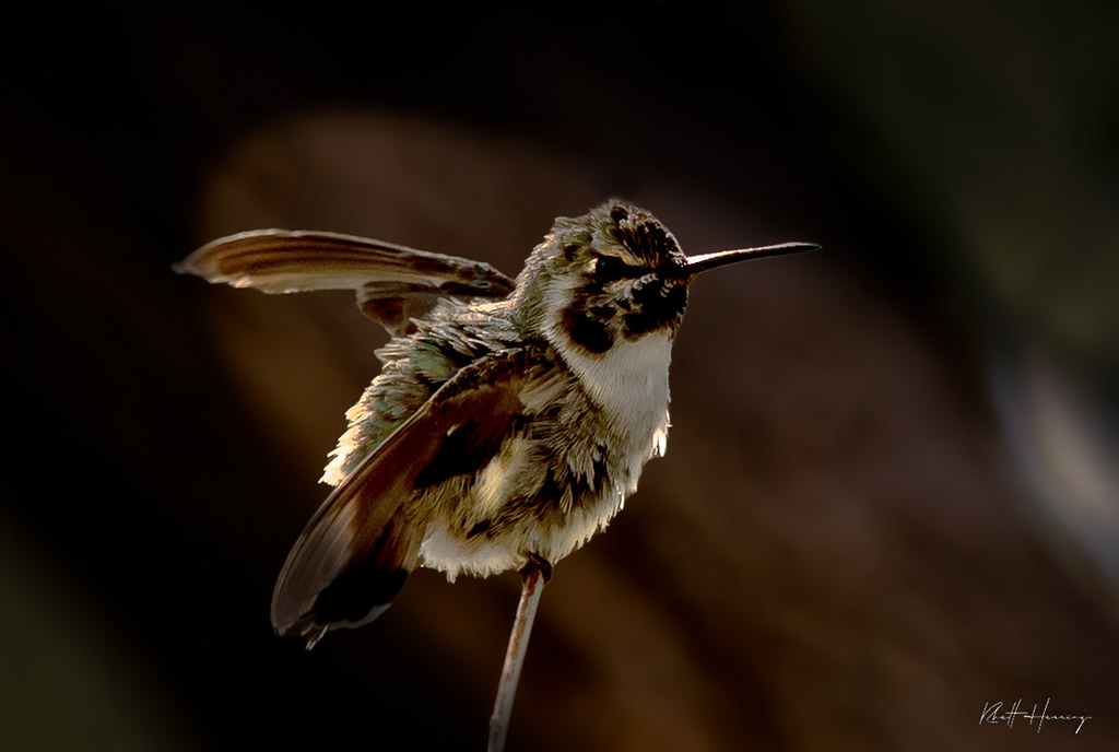 Young one Young Hummingbird hiding in the trees. Rhett Herring Flickr