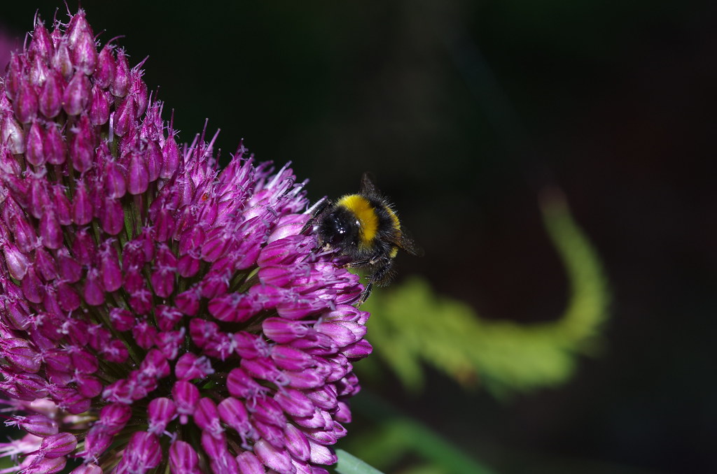 Busy Bees Wayne Barratt Flickr