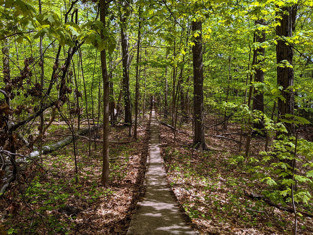 Wall of the Woods In the Allandale Woods, a part of Boston… Flickr