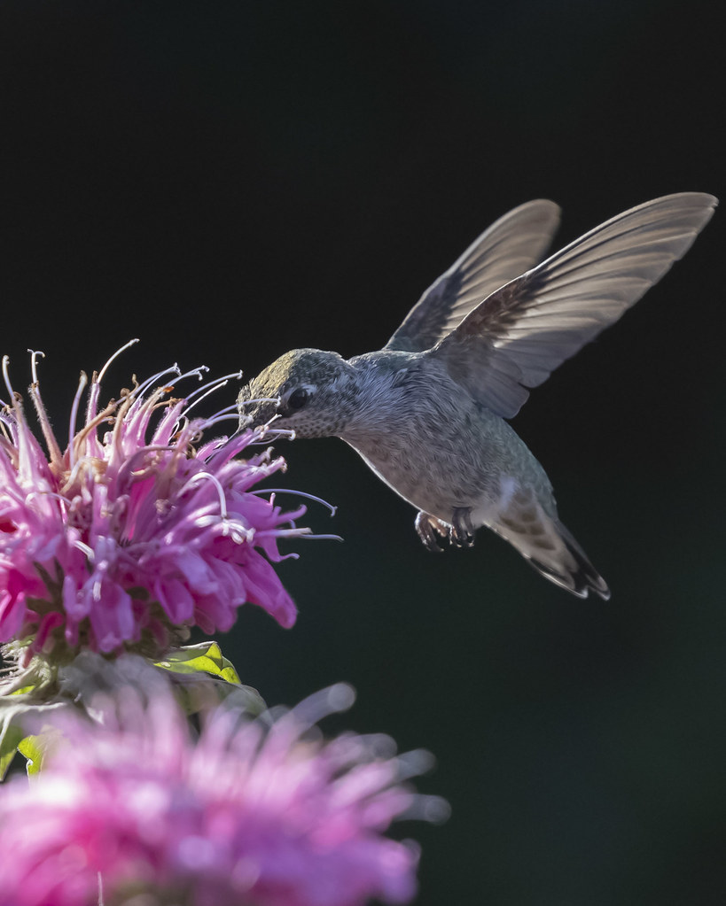 Hummingbird enjoying Monarda bee balm michael basile Flickr