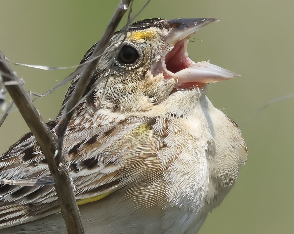 Canon R7 R7 Shot at 1120mm hand held Matt Eggers Flickr