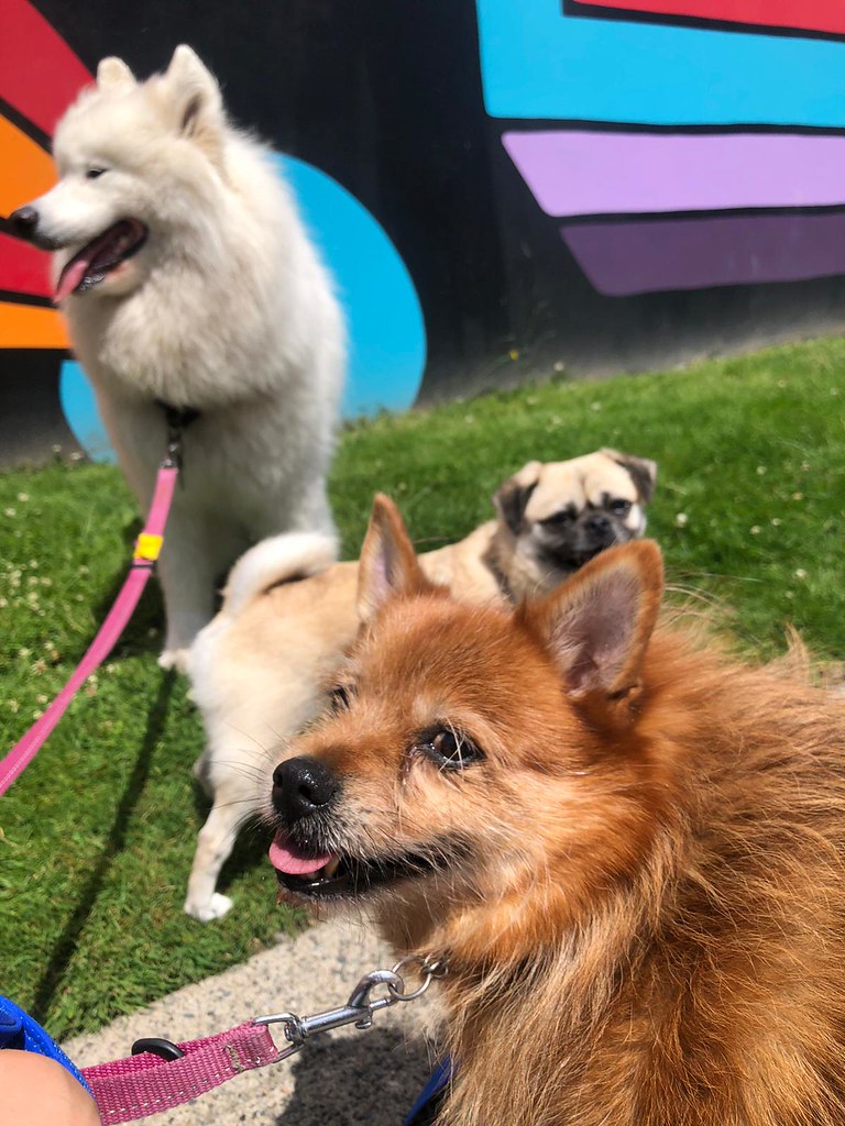 best doggy daycare in vancouver british columbia dog food … Flickr