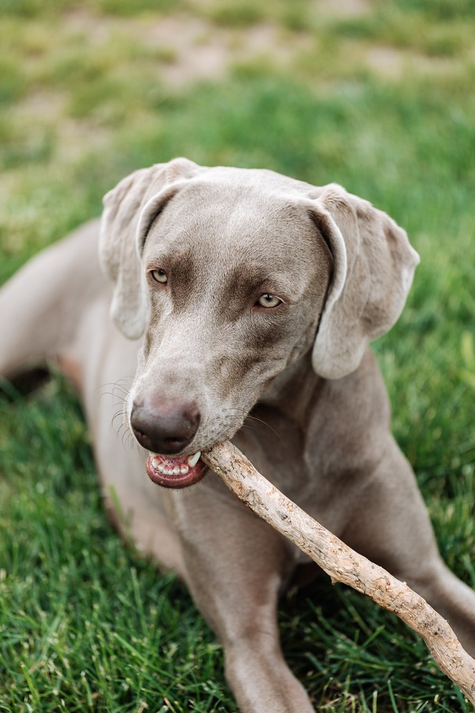 How to stop a dog from chewing on wood It is not … Flickr