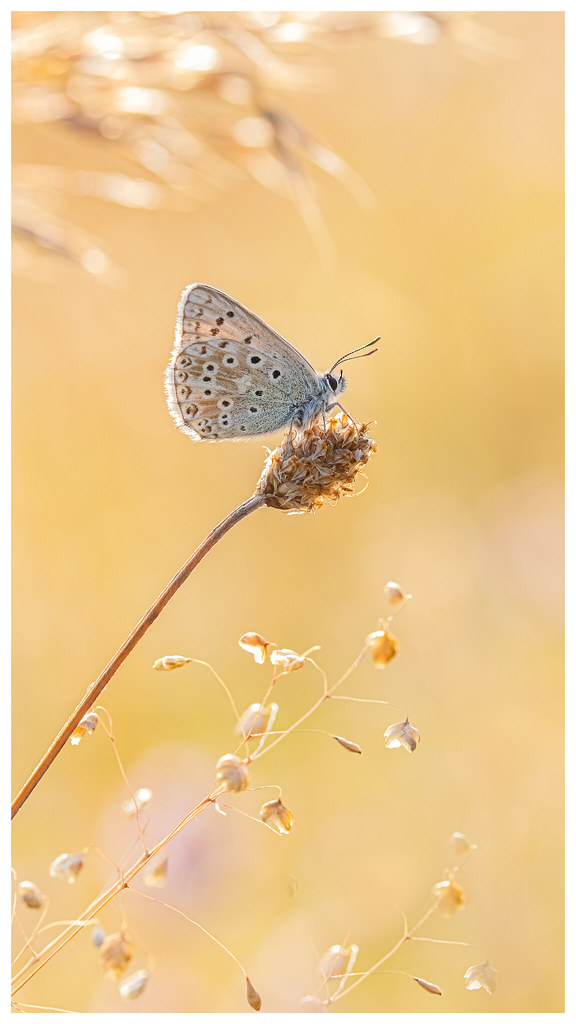 Chalk Hill Blue at sunrise. This roosting Chalk Hill Blue … Flickr