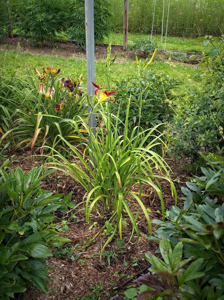 Hemerocallis 'Stoplight' 7/2022 Daylily F2 Hemerocallis '… Flickr