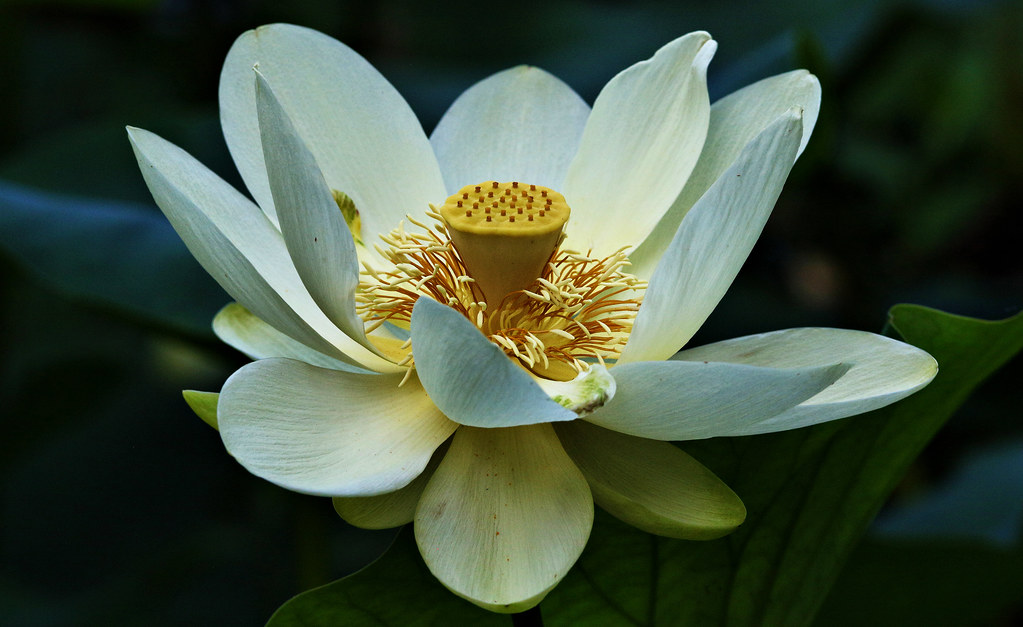Lotus Flower Fresh Pond, Cambridge a1 HP7_0053_fhdr hbp_pix Flickr